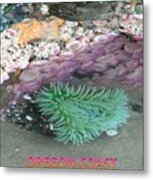 Beautiful Sea Anemones Metal Print