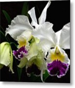 Beautiful White Orchids Metal Print