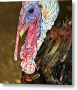 Beautifully Ugly Turkey Metal Print