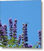 Beauty Of The Bee Metal Print