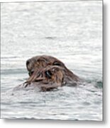 Beavers Snuggling Metal Print