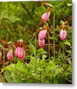 Bed Of Lady's Slippers Metal Print