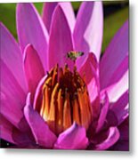 Bee Hovering Over Pink Water Lily Metal Print