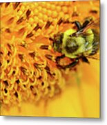 Bee On A Flower Metal Print