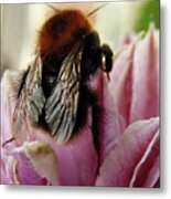 Bee On Clematis Metal Print