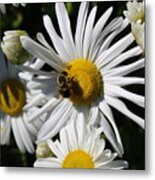Bee On Flower 1 Metal Print