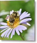 Bee On Flower Metal Print
