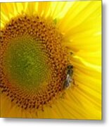 Bee On Sunflower Metal Print