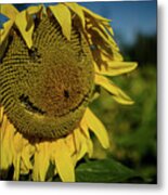 Bee Smiling Sunflowers Metal Print