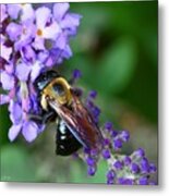 Bee There Metal Print