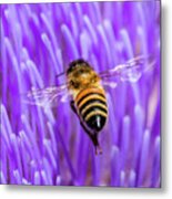 Bee With Artichoke Bloom Metal Print