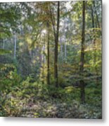 Beech And Sweet Chestnut Woodland In Autumn Metal Print