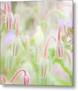 Before All The Blooms Metal Print