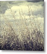 Before The Summer Storm Metal Print