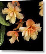 Begonias 2 Metal Print