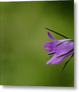 Bell Flower Metal Print