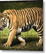 Bengal Tiger Metal Print