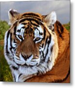 Bengal Tiger Portrait Metal Print