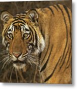 Bengale Tiger Metal Print