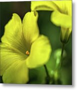 Bermuda-buttercup 2 Metal Print