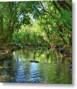 Berry Springs Metal Print