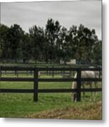 1004 - Beyond The Fence White Horse Metal Print
