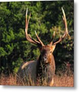 Big Bull Elk Up Close In Lost Valley Metal Print