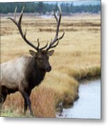 Big Bull Elk Metal Print