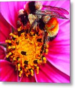 Big Bumble On Pink Metal Print