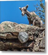 Big Horn Lamb Overlooking Hornets Nest Metal Print