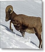 Big Horn Ram In Snow-signed-#9793 Metal Print