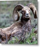 Big Horn Sheep #3 Metal Print