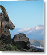 Big Horn Sheep Metal Print