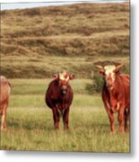 Big Island Cows Metal Print