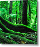 Big Tree Trail El Yunque National Forest Metal Print