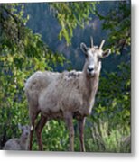 Bighorn Ewe And Lamb Metal Print