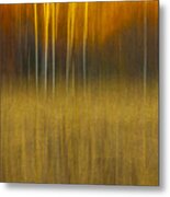 Birch At The Edge Of The Field 2015 Metal Print