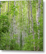 Birch Path Spring #2 Metal Print