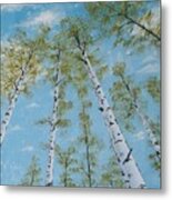 Birch Trees And Sky Metal Print