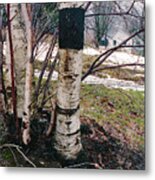 Birch Trees With House, Winter At Camp Nyoda 1988 Metal Print