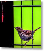 Bird And Red Fuchsia Flower Metal Print