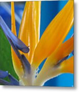 Bird Of Paradise Metal Print