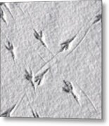 Bird Tracks In The Snow Metal Print
