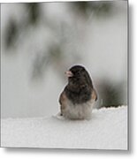 Chilly Bird Metal Print