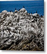 Bird's Island Metal Print