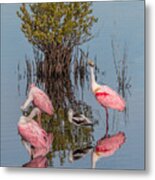 Birds, Reflections, And Mangrove Bush Metal Print
