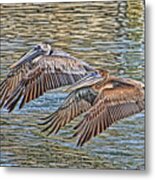Birds - Brown Pelican - Tandem Flight Metal Print