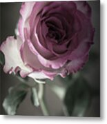 Birthday Rose Metal Print