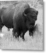 Bison And Buffalo Metal Print