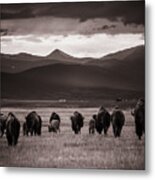 Bison Herd Into The Sunset - Bw Metal Print